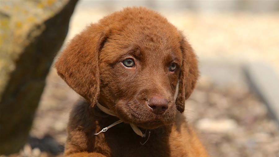 Chesapeake Bay Retriever Puppy (Brown, Face)