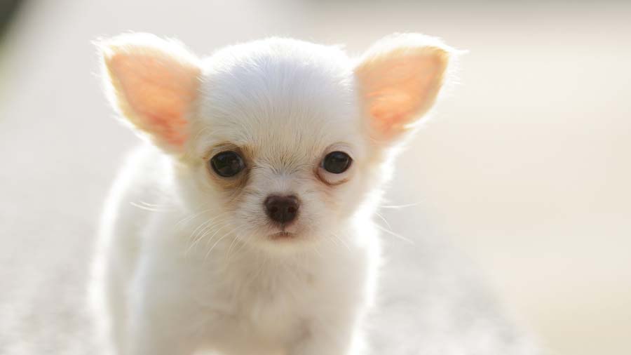 Chihuahua Puppy (Cream, Face)