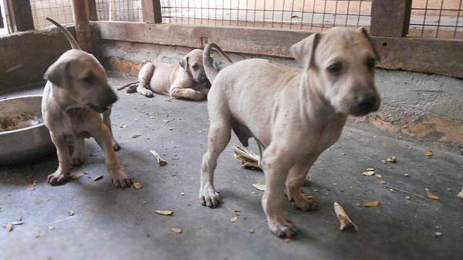 Chippiparai Puppy (Puppies, Fawn)