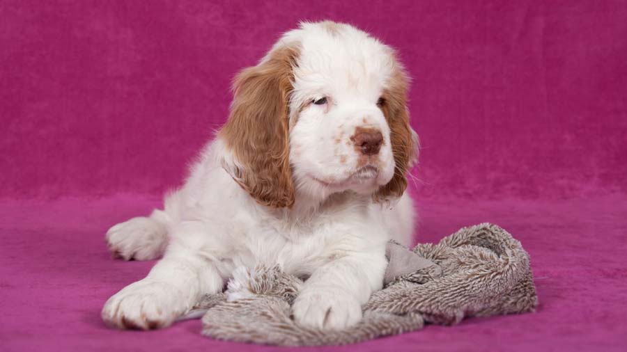 Clumber Spaniel Puppy (Lying, Face)