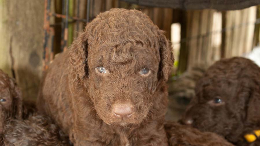 Curly-Coated Retriever Puppy (Muzzle, Face)