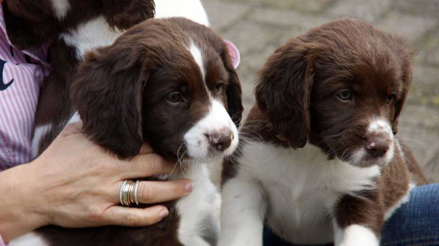 Drentse Patrijshond (Brown & White, Puppies)