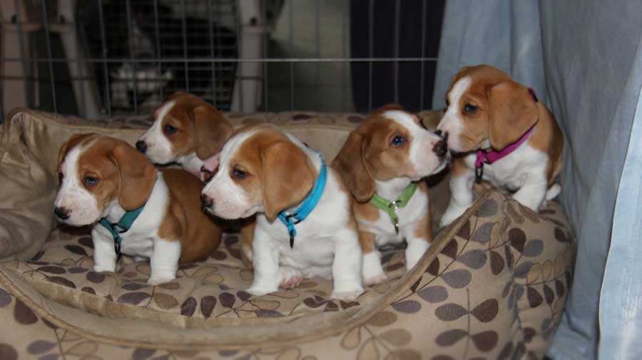 Drever Puppy (Puppies, Fawn & White)