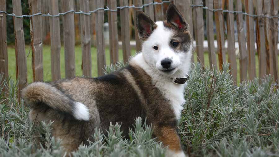 East Siberian Laika Puppy (Side View, Muzzle)
