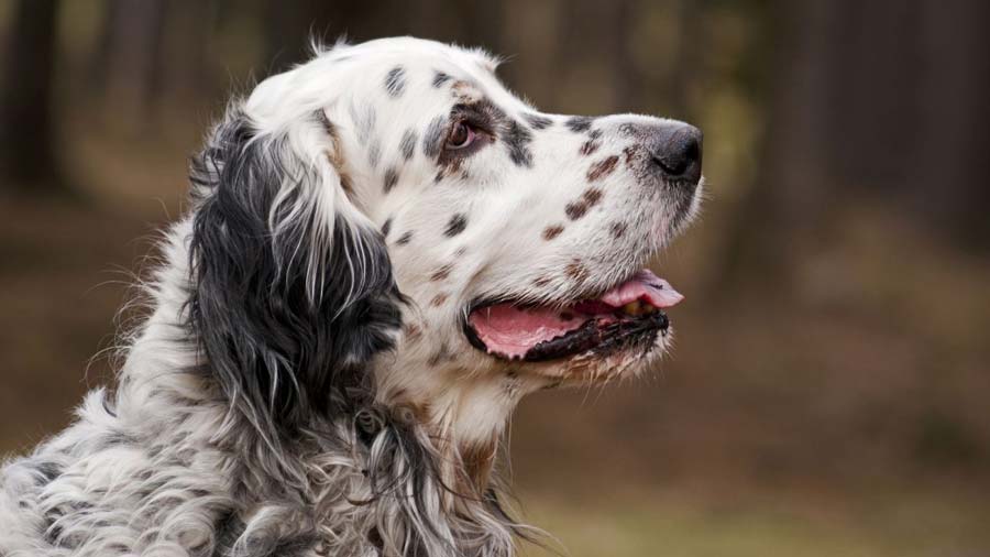 English Setter (Side View, Head)