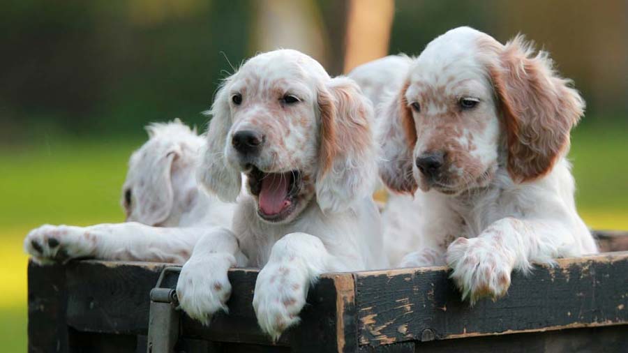 English Setter Puppy (Puppies, Face)