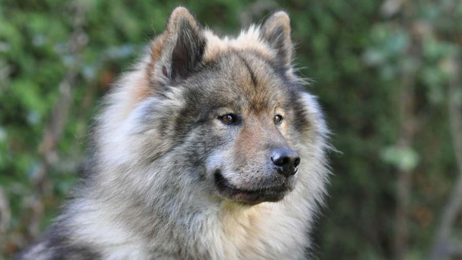 Eurasier (Wolf-sable, Head)