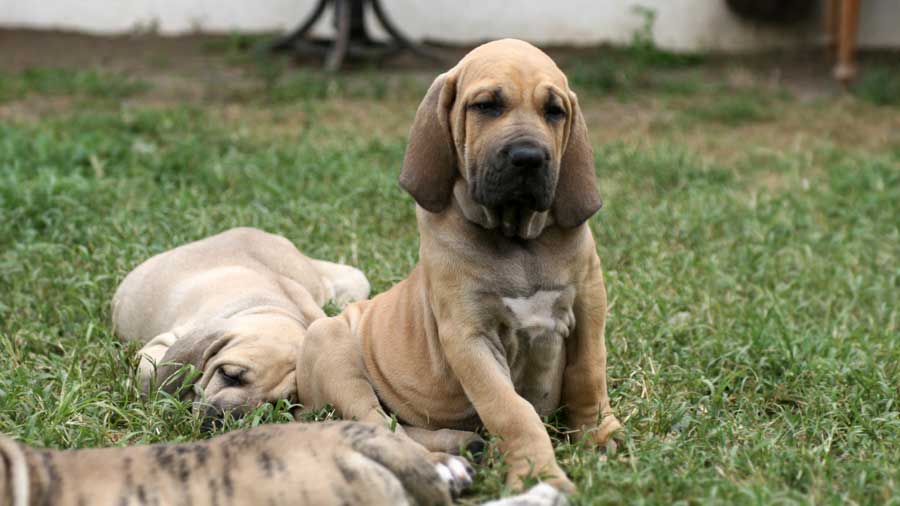 Fila Brasileiro Puppy (Sitting, Face)