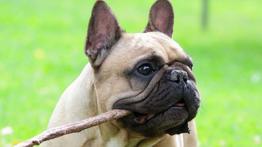 French Bulldog (Fawn, Face)