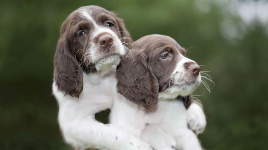 French Spaniel Puppy (Face, Muzzle)