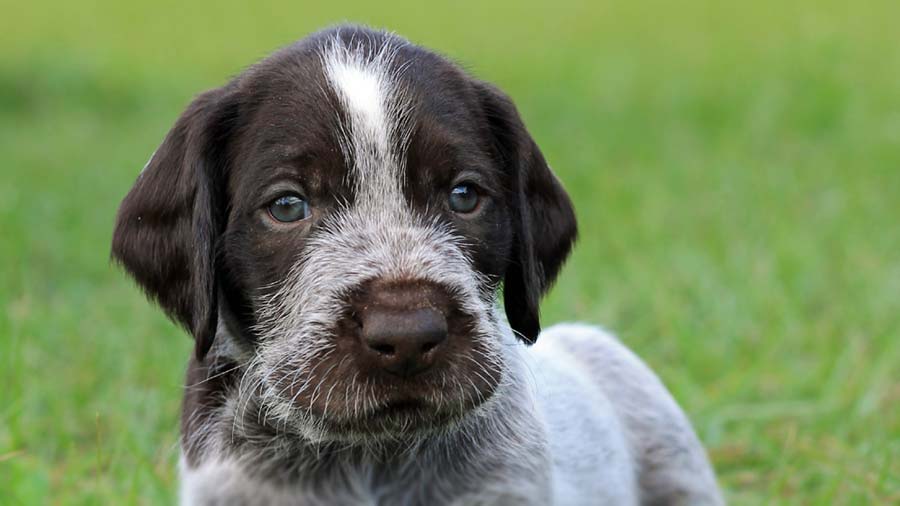 German Wirehaired Pointer Puppy (Muzzle, Face)