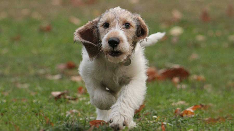 Grand Basset Griffon Vendeen Puppy (Face, Walk)