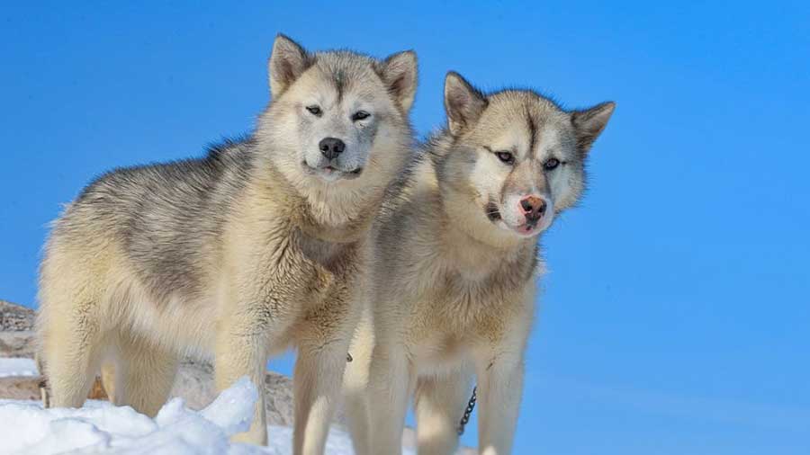 Greenland Dog (Standing, Face)
