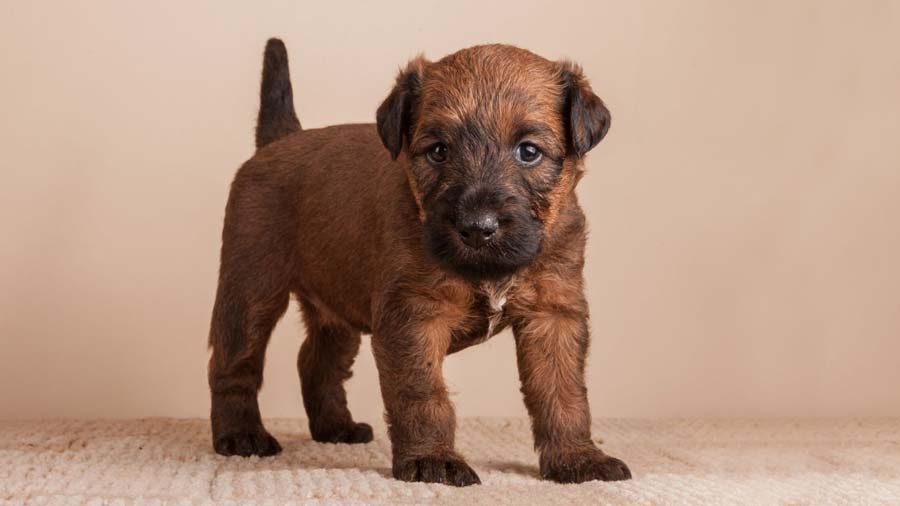 Irish Terrier Puppy (Standing, Face)