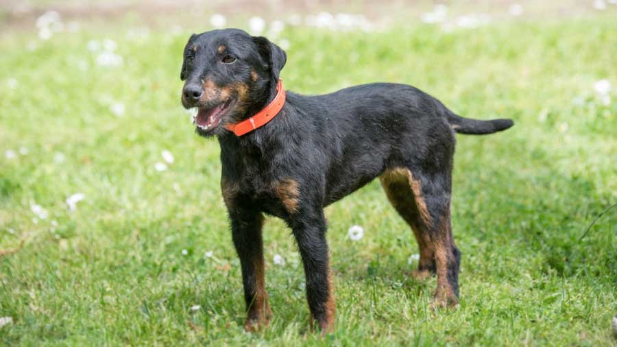 Jagdterrier (Standing, Black and Tan)