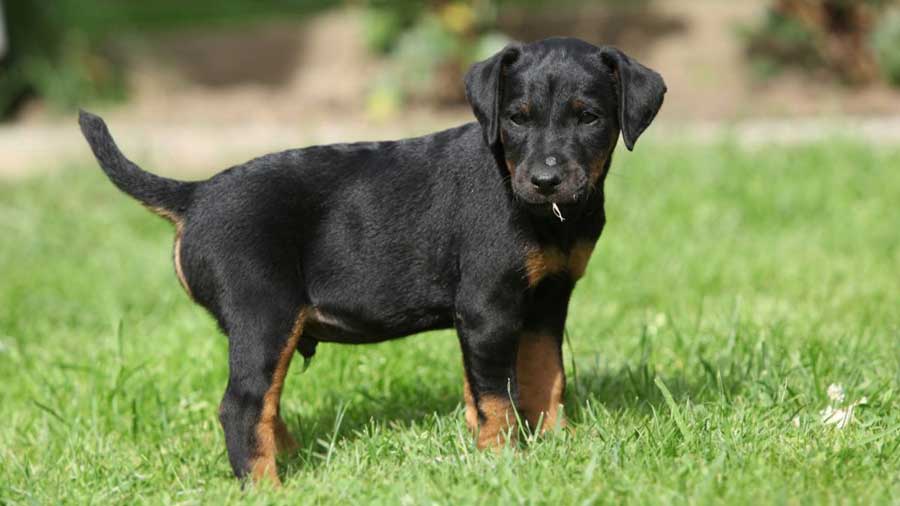 Jagdterrier Puppy (Side View, Black and Tan)