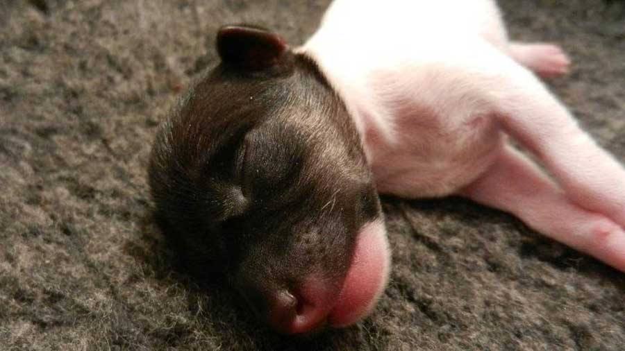 Japanese Terrier Puppy (Lying, Muzzle)