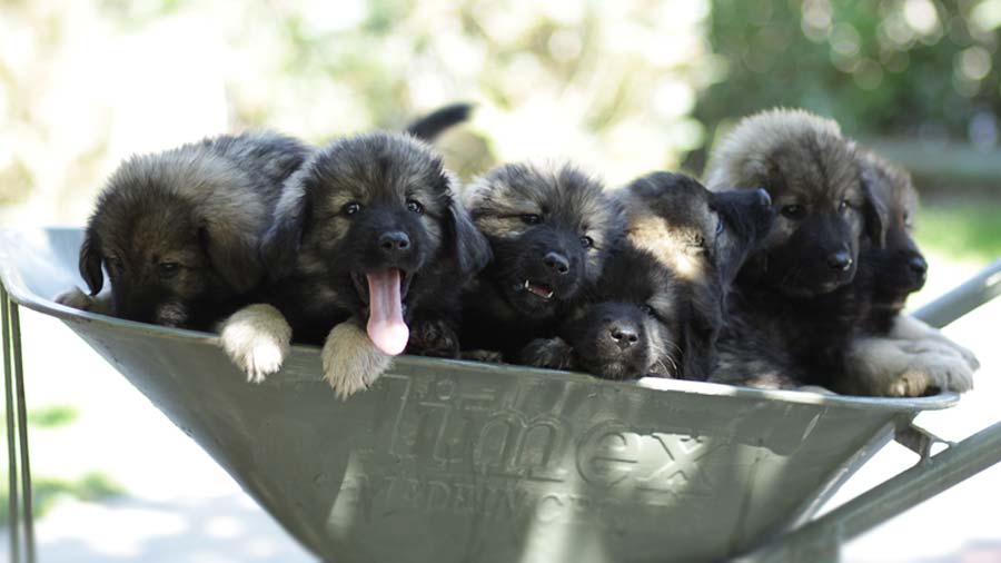 Karst Shepherd Puppy (Dark Grey, Puppies)