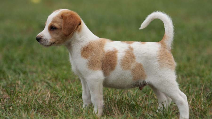 Kromfohrlander Puppy (Side View, Standing)