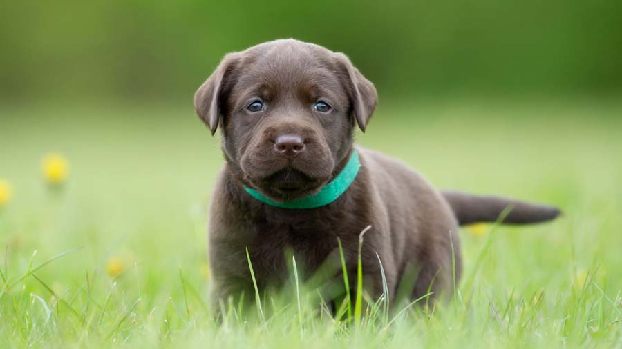 Labrador Retriever Puppy (Standing, Chocolate)