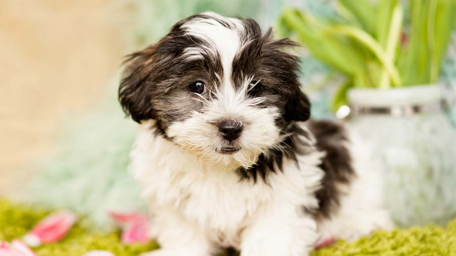 Mal-Shi Puppy (Tricolor, Face)