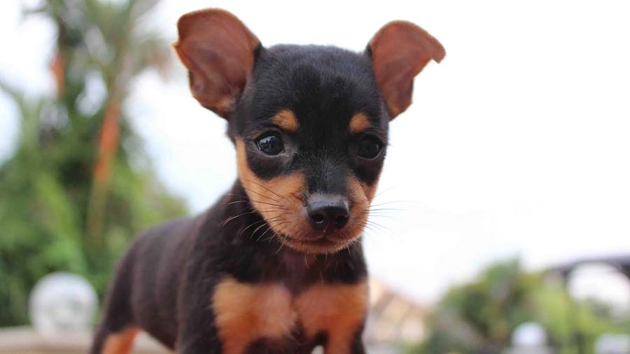 Miniature Pinscher Puppy (Black & Tan, Face)