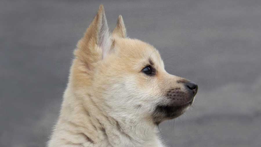 Norwegian Buhund Puppy (Side View, Head)