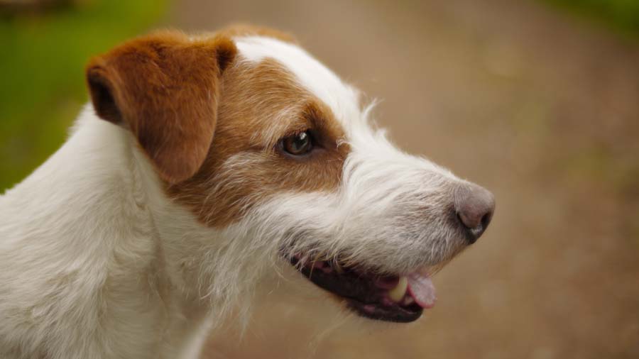 Parson Russell Terrier (Brown & White, Head)