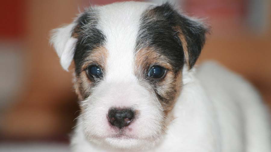 Parson Russell Terrier Puppy (White & Tan, Head)