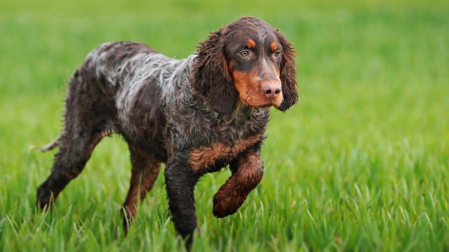 Picardy Spaniel (Standing, Brown & Gray)