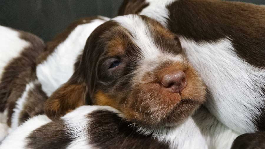 Picardy Spaniel Puppy (Face, Muzzle)