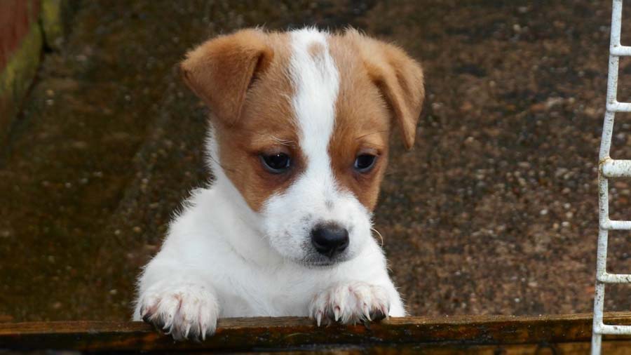 Plummer Terrier Puppy (Copper & White, Face)
