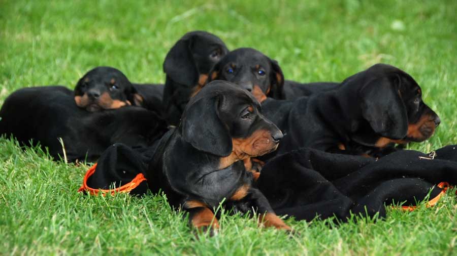 Polish Hunting Dog Puppies (Black and Tan, Puppies)