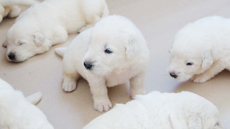 Polish Tatra Sheepdog Puppy (Cream & White, Puppies)