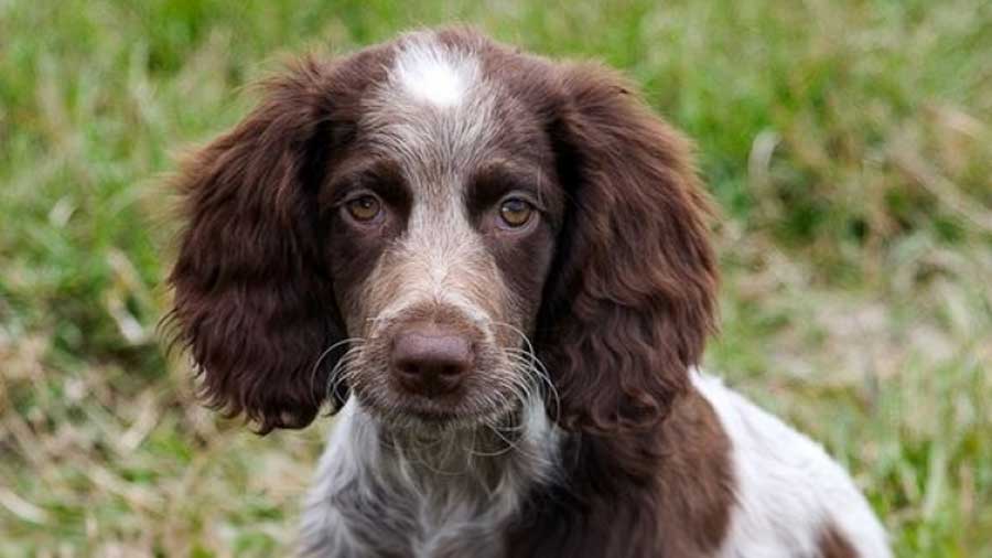 Pont-Audemer Spaniel Puppy (Brown & White, Face)