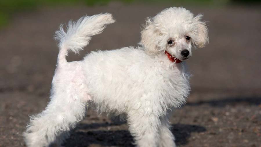 Poodle Puppy (White, Side View)
