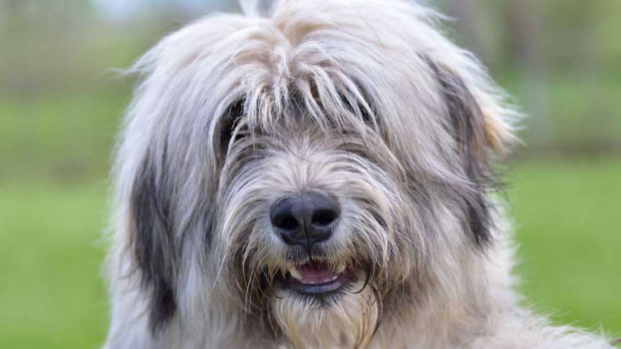 Romanian Mioritic Shepherd Dog (White & Gray, Muzzle)