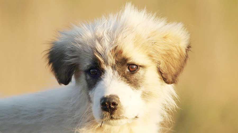 Pyrenean Mastiff Puppy (Light Cream, Face)