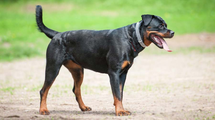 Rottweiler (Side View, Standing)