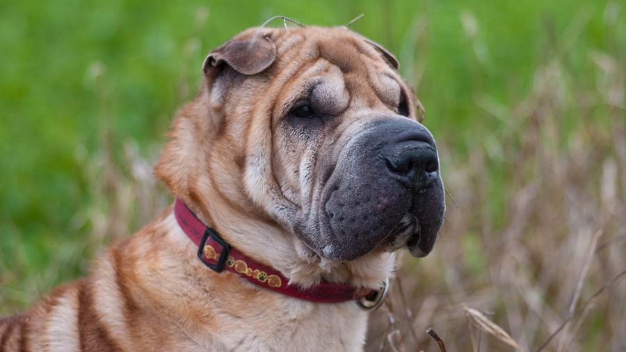 Shar-Pei (Face, Side View)