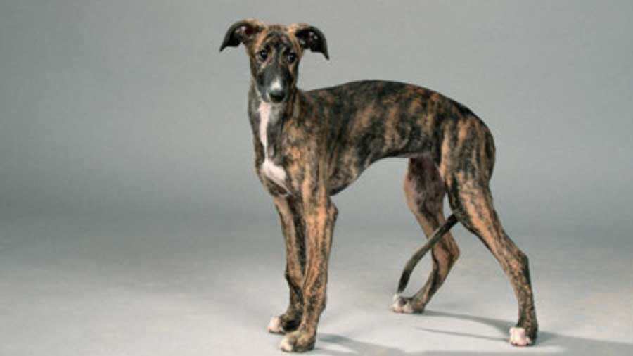 Spanish Greyhound Puppy (Standing, Side View)