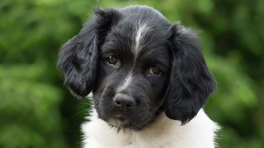 Stabyhoun Puppy (White & Black, Face)
