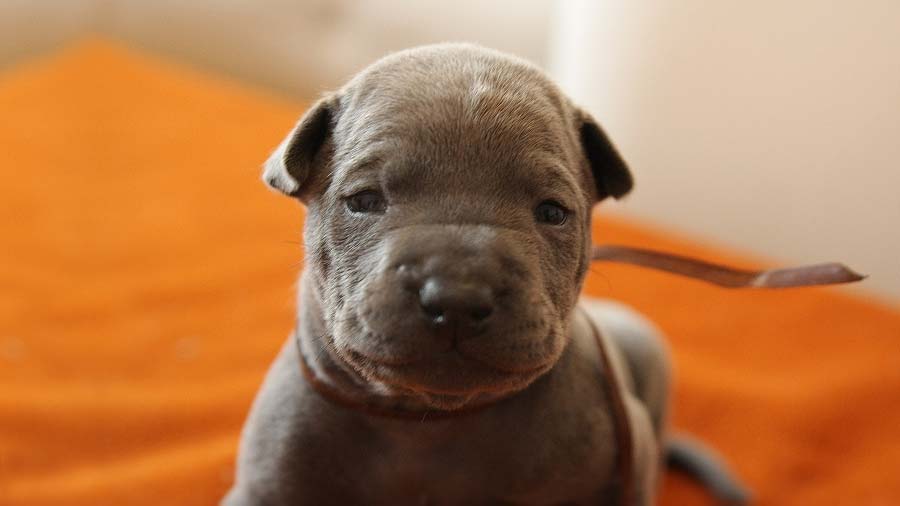Thai Ridgeback Puppy (Face, Blue)