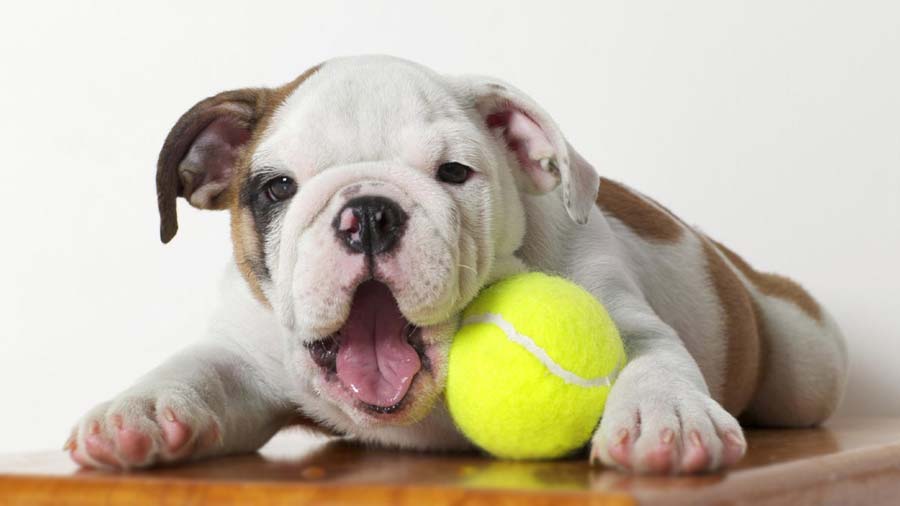 Miniature Bulldog (Fawn & White, Lying)