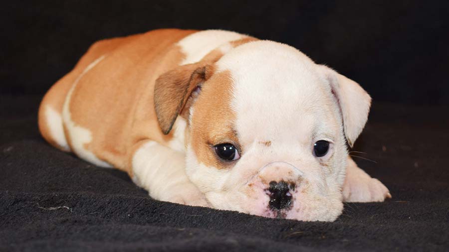 Miniature Bulldog Puppy (Fawn & White, Lying)
