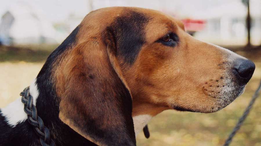 Treeing Walker Coonhound (Tri-colored, Head)
