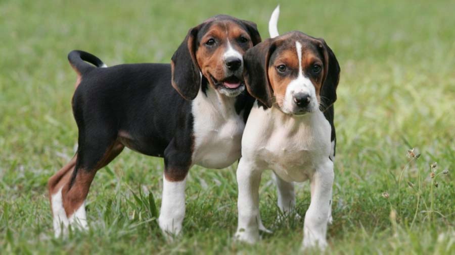 Treeing Walker Coonhound Puppy (Tri-colored, Standing)
