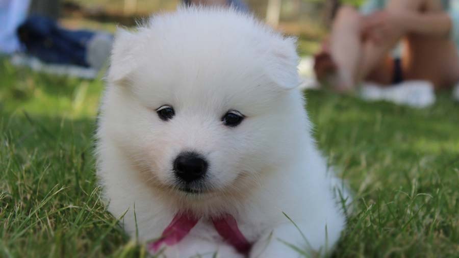 Volpino Italiano Puppy (Face, White)