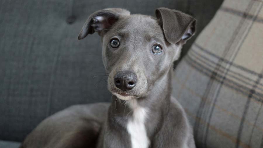 Whippet Puppy (Blue, Muzzle)