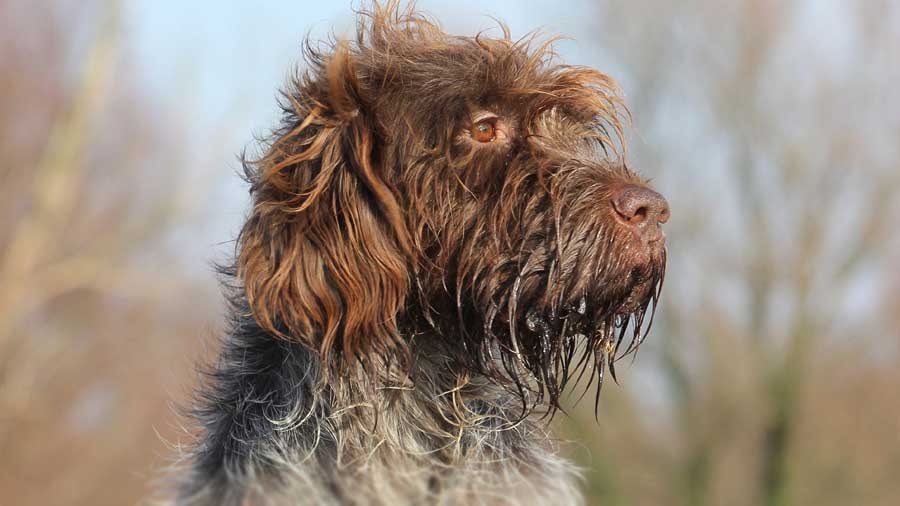 Wirehaired Pointing Griffon (Brown & Gray, Muzzle)